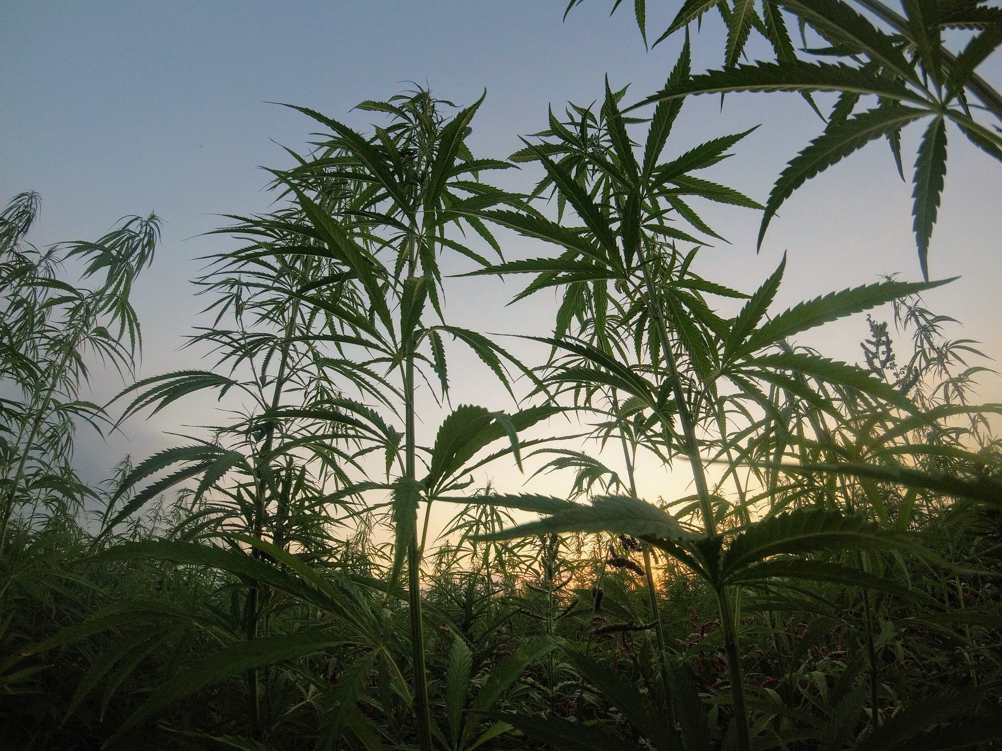 Top 10 Reasons to Add Cannabis to Your Life!
